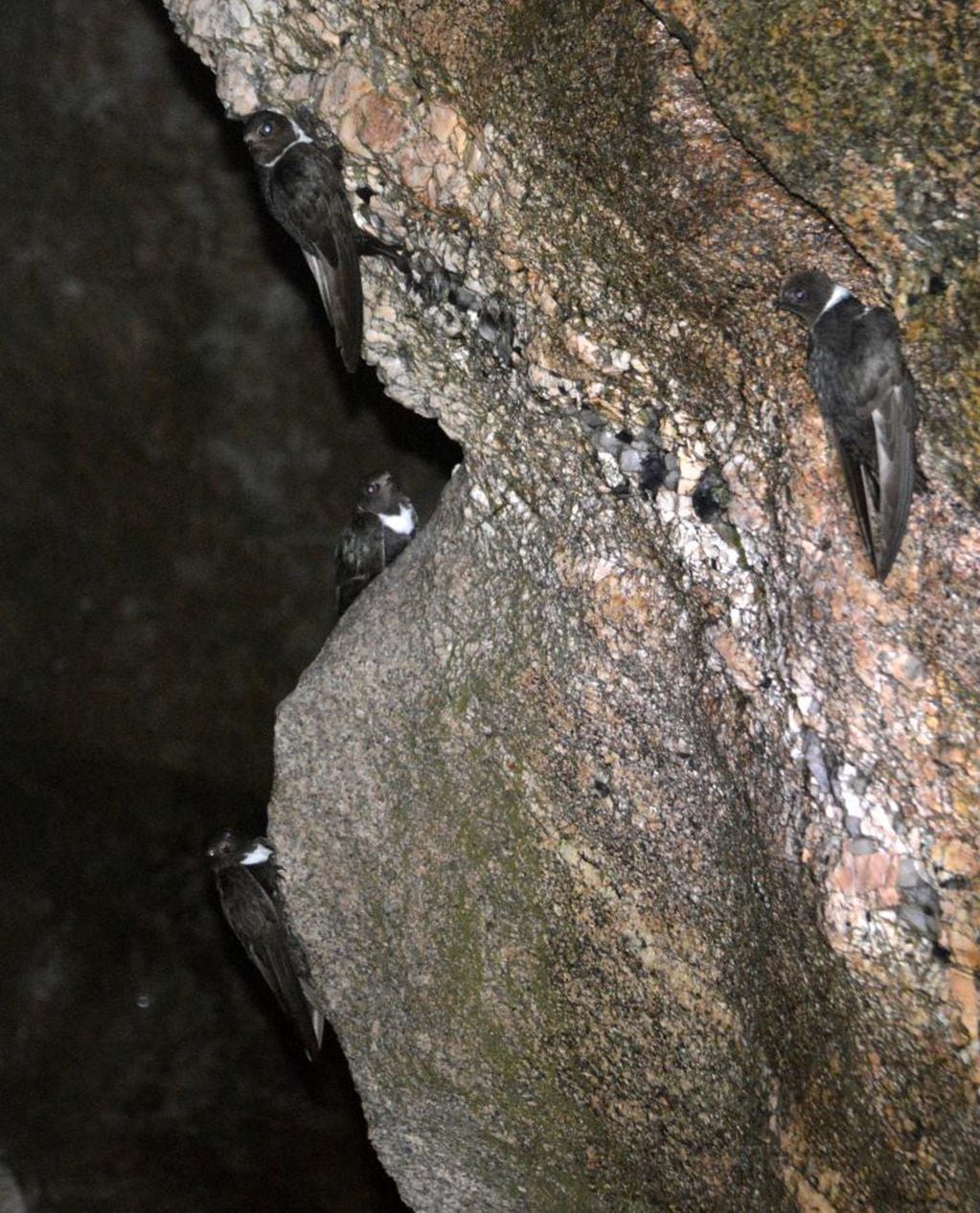 El momento en que fue dejado entre las rocas en la "Cueva de los Pajaritos". (Foto: gentileza Biól. Walter Cejas).