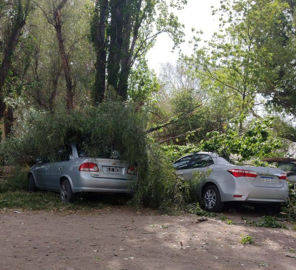 Las ramas que tiró el viento aplastaron a los autos estacionados debajo.