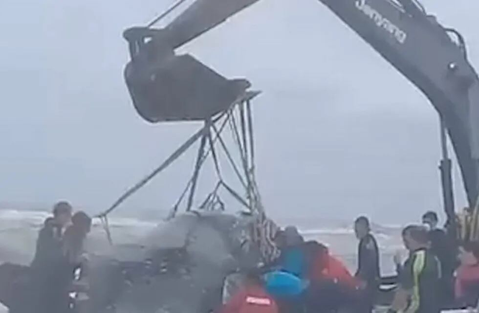 Un grupo trababaj para desencallar a la ballena (Web)
