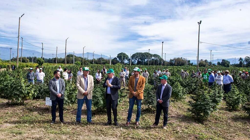 La empresa estatal jujeña Cannava inició este lunes una cosecha de cannabis medicinal de 35 hectáreas de producción pública.