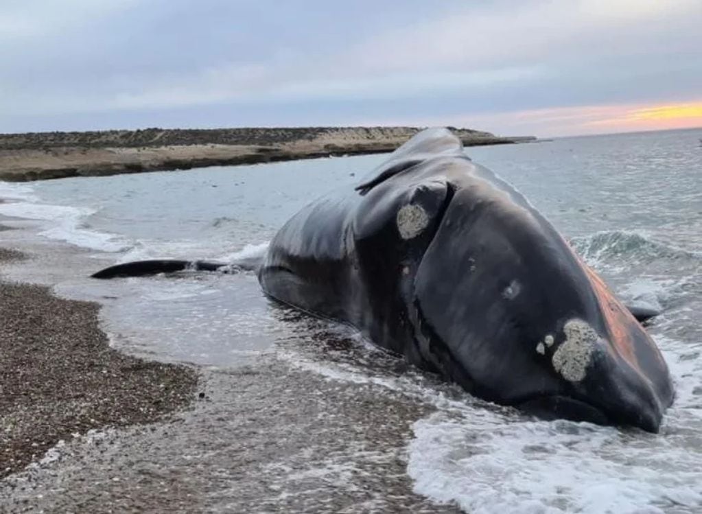Ya son 30 las ballenas que murieron en la Península de Valdés.