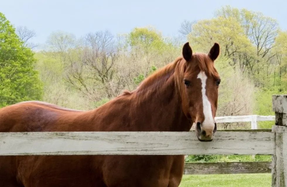 Prisión preventiva por robarse dos caballos