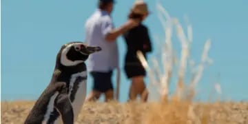 En Punta Tombo se encuentra la colonia continental de pingüinos de Magallanes más grande del mundo. (Entretur)