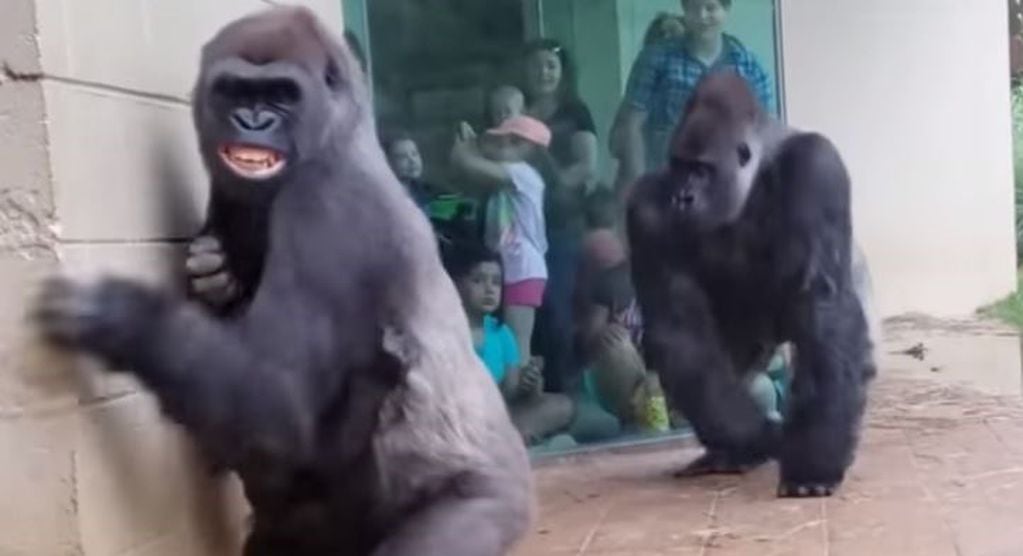 Los gestos de los gorilas.