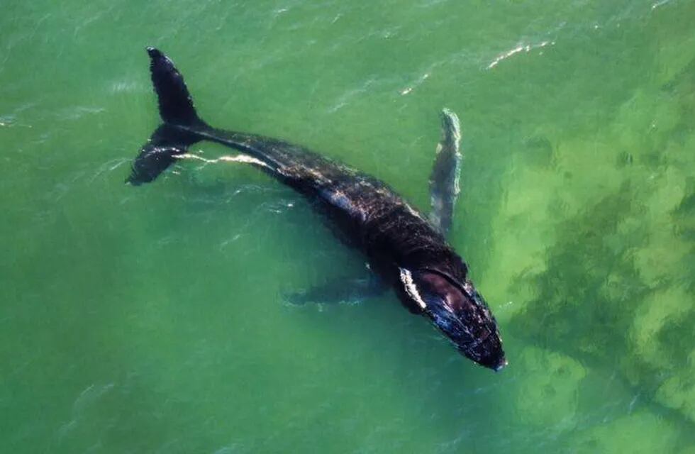 Ballena Jorobada