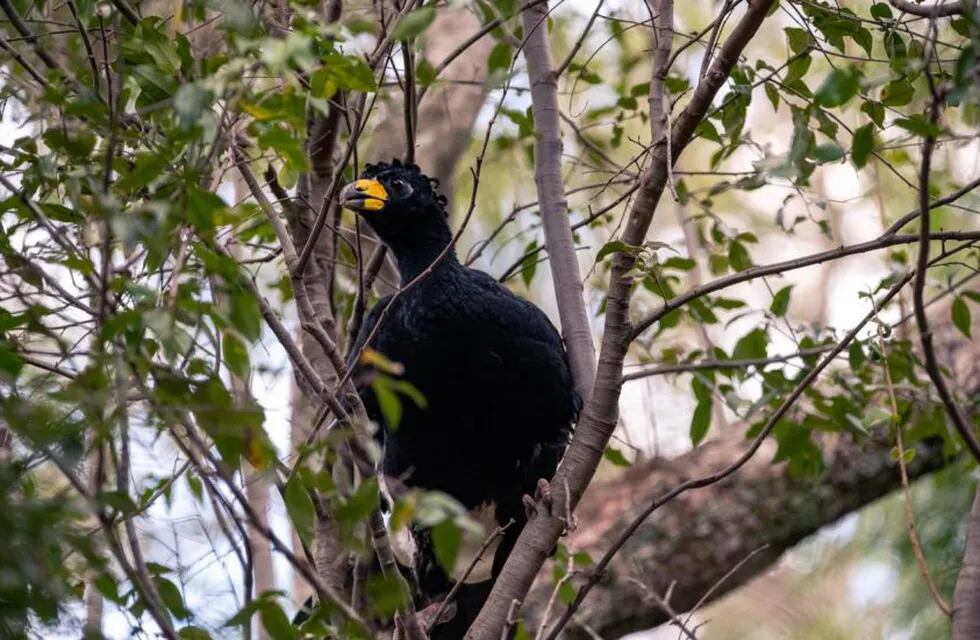 El Muitú es un ave frugívora y tiene un rol clave como dispersor de las semillas de los frutos que come, regenerando de esta manera los bosques.