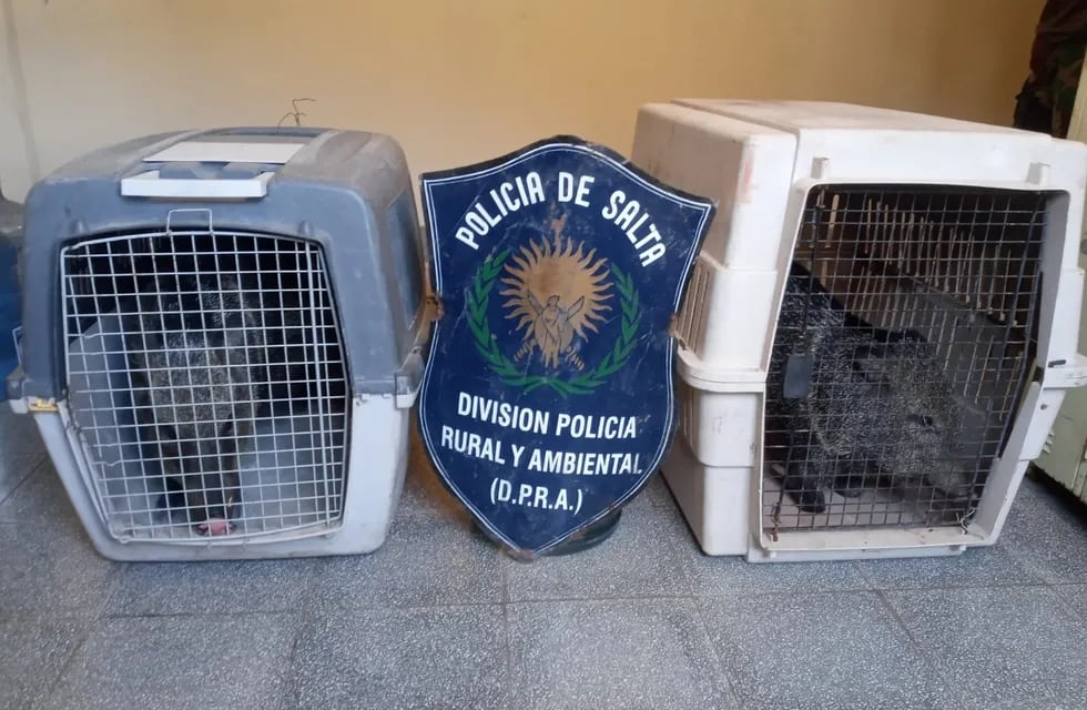 Los animales estaban captivos en dos viviendas de barrio Juan Domingo Perón, en El Bordo.