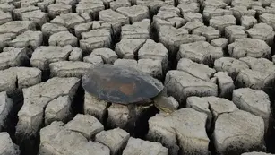 Rescate de tortugas en la laguna Bedetti