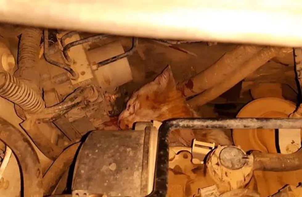 Bomberos de Arroyito extrajeron un gato del motor de un vehiculo