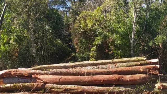 Detuvieron apeo ilegal de monte nativo y plantación de yerba en 25 de Mayo