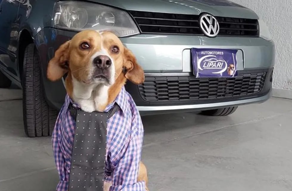 La historia detrás de la agencia de autos mendocina que es "atendida por perros".