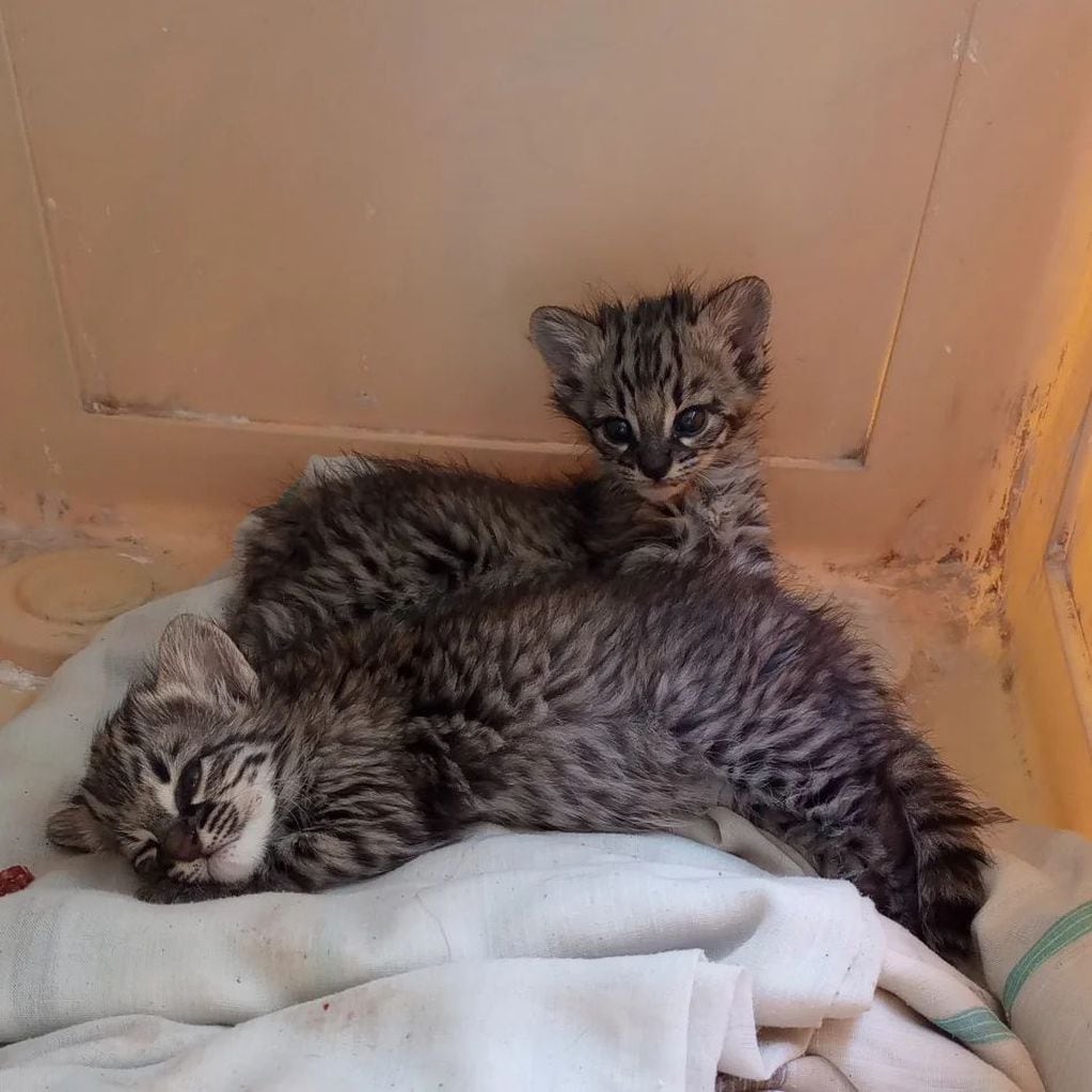 Gatos monteses bebés rescatados