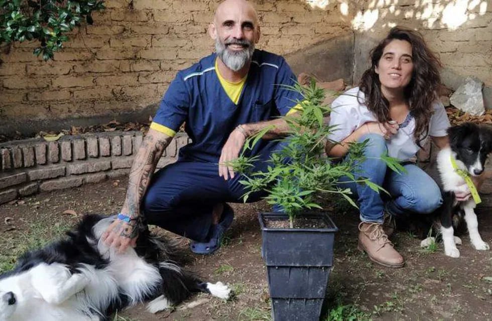 Veterinarios de Neuquén piden la regulación del uso de cannabis en animales