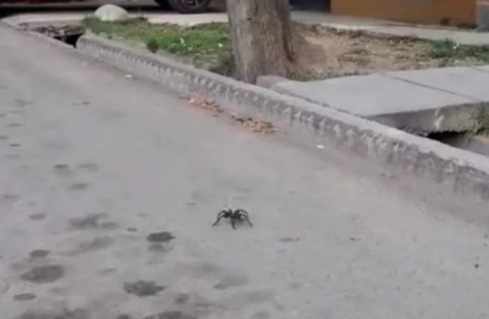 Arañas mendoza