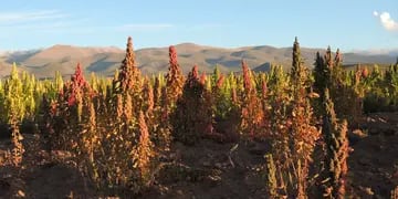 Cultivo de quinoa en la Puna jujeña