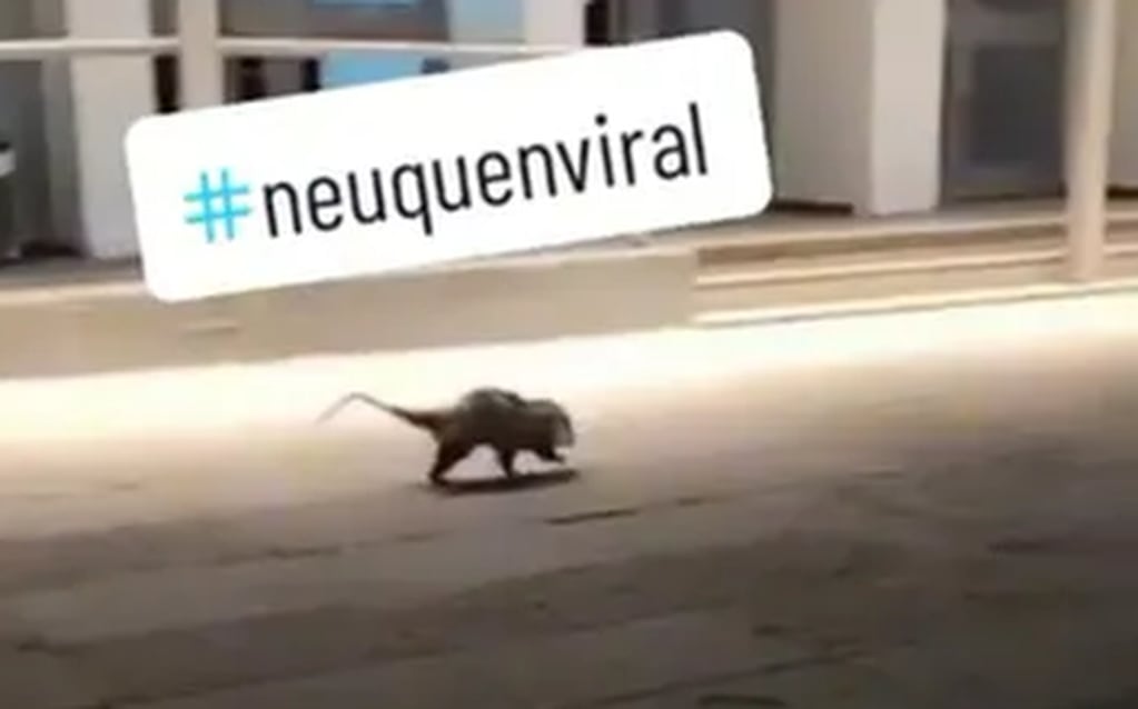 El extraño animal visto en las calles de Neuquén es una comadreja.