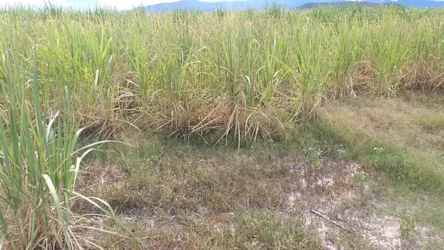 Sequía en caña de azúcar, Jujuy