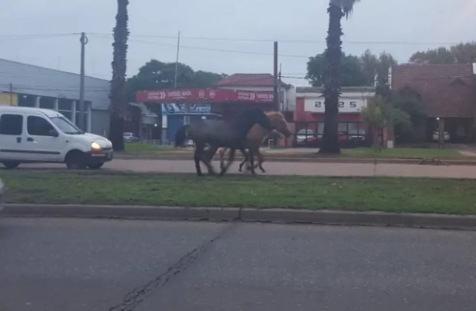 Los caballos en medio de bulevar Rondeau causaron serios trastornos en el tránsito. (@emergenciasar)