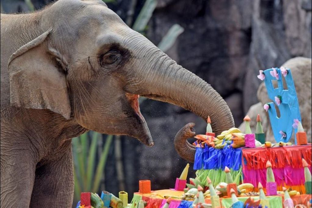 Cumpleaños de la elefanta Trompita, en Guatemala (Web)