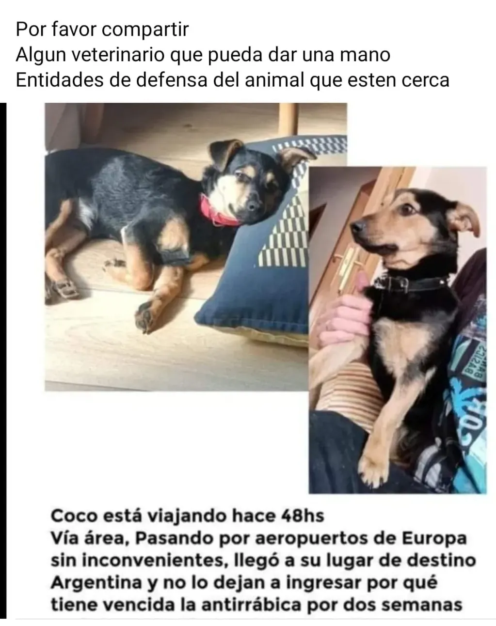 Coco, el perro varado en Ezeiza