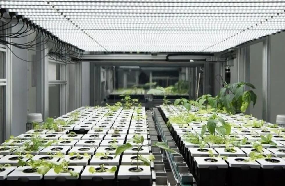 Se lanza el primer proyecto de agricultura urbana digital en vertical en Francia.
