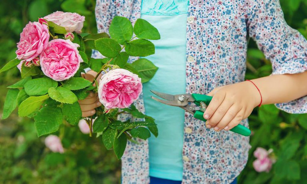 gardener pruning tea rose shears. selective focus. nature