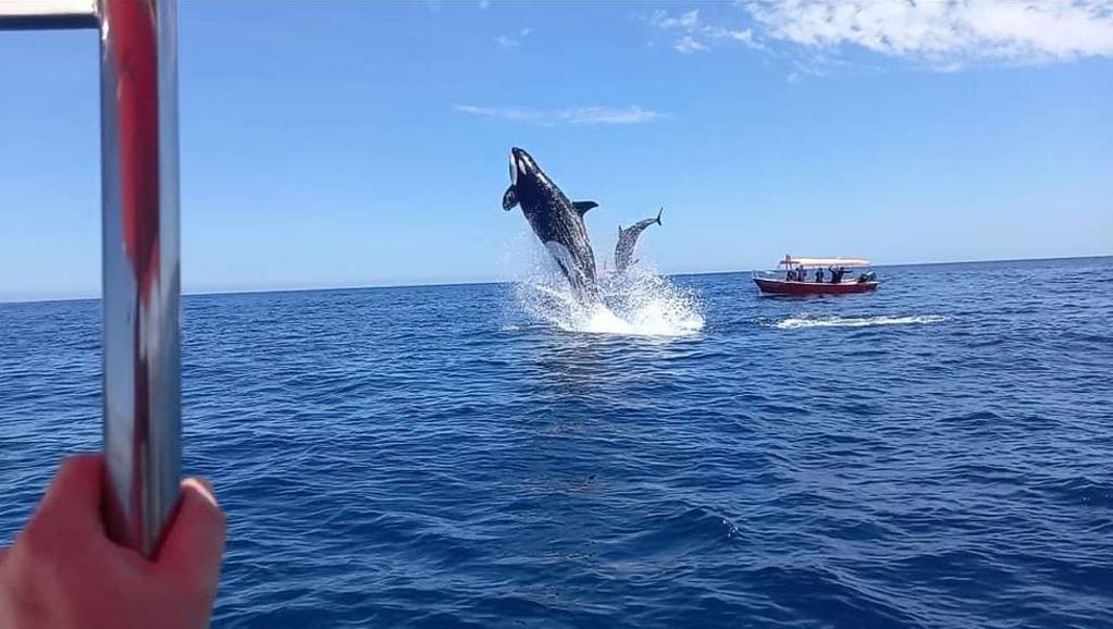 El jueves 16 de marzo arranca la temporada de la orca en la Península Valdés.