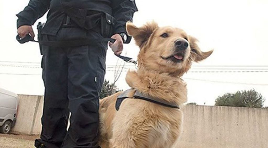 Dino fue uno de los mejores perros de la fuerza (Policía de La Pampa)
