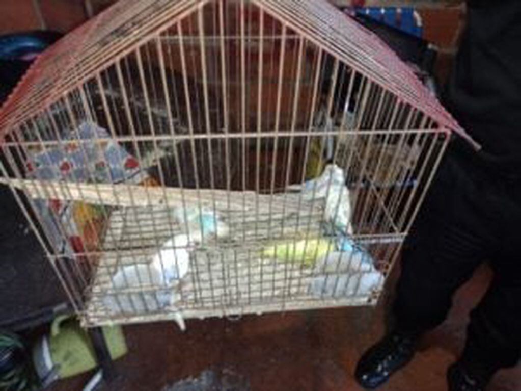 La policía rescató animales maltratados de una vivienda en Loreto.