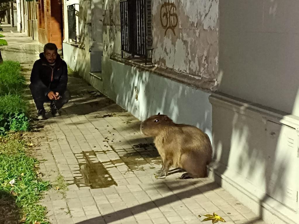 Al animal lo rodearon cerca del centro de salud en Bulevar Gálvez.