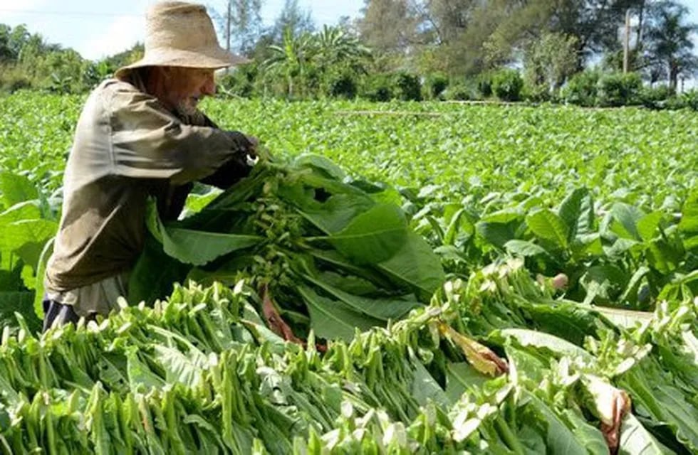 El acopio de tabaco en Misiones finalizó con más de 30 millones de kilos esta temporada