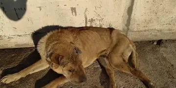 Román, un perro de Carlos Paz que necesita la ayuda de todos.