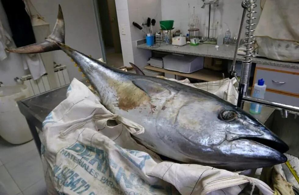 El atún azul encontrado en las costas de Rawson.