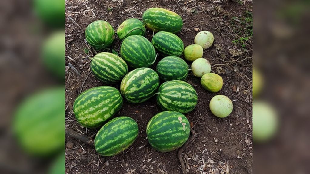 En el Parque de Restauración Ambiental de Posadas se cosecharon 59 kilogramos de frutas