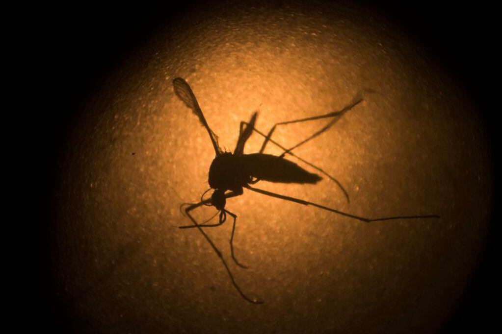 El Aedes Aegypti también es conocido como vector del zika. (AP)