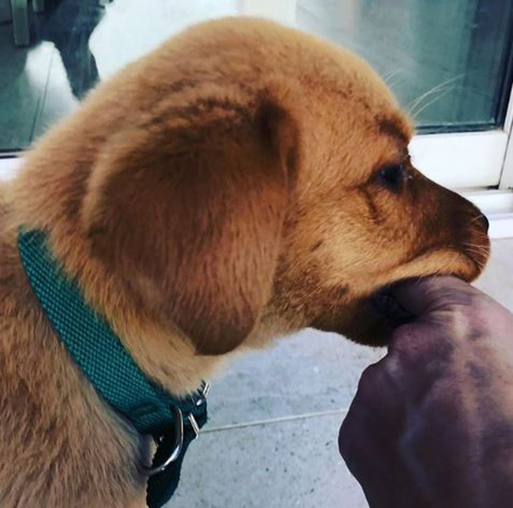 Carla Peterson le puso un collar pro aborto a su perra (Instagram/ petersoncarla)
