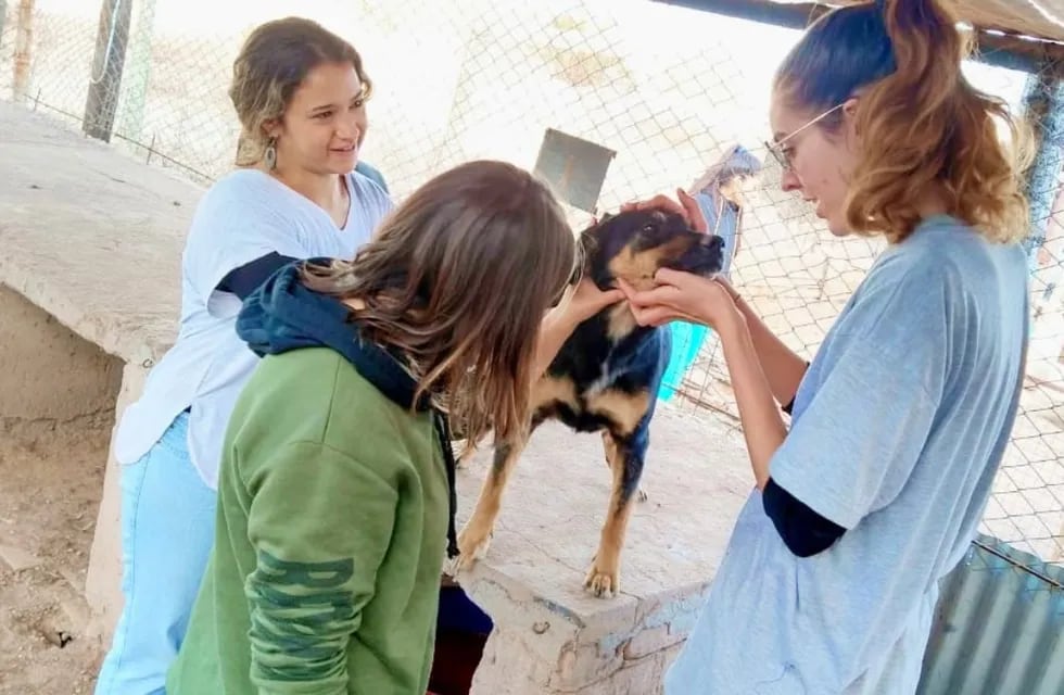 MOPROA, el refugio mendocino que le da un hogar lleno de amor a cientos de perritos callejeros