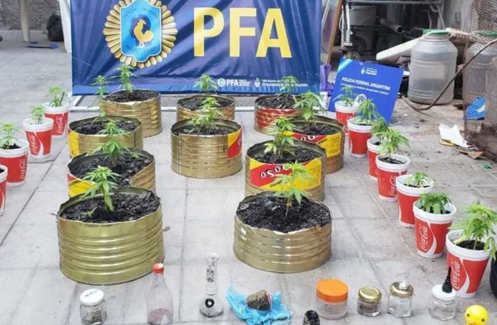 plantas de marihuana y semillas de cannabis en un domicilio de Godoy Cruz Mendoza. Policía Federal.