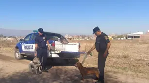 Los pitbull que mataron a otro perro. (Policía)