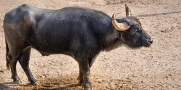 Trasladan al búfalo Rubén del Parque de la Biodiversidad a un santuario en Entre Ríos. (Municipalidad de Córdoba)