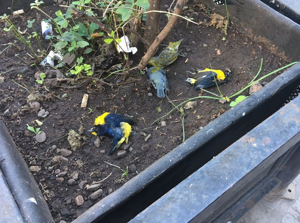 Aparecieron decenas de pájaros muertos en los alrededores de la Plaza 9 de Julio