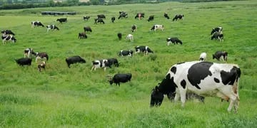 Vacas pasto