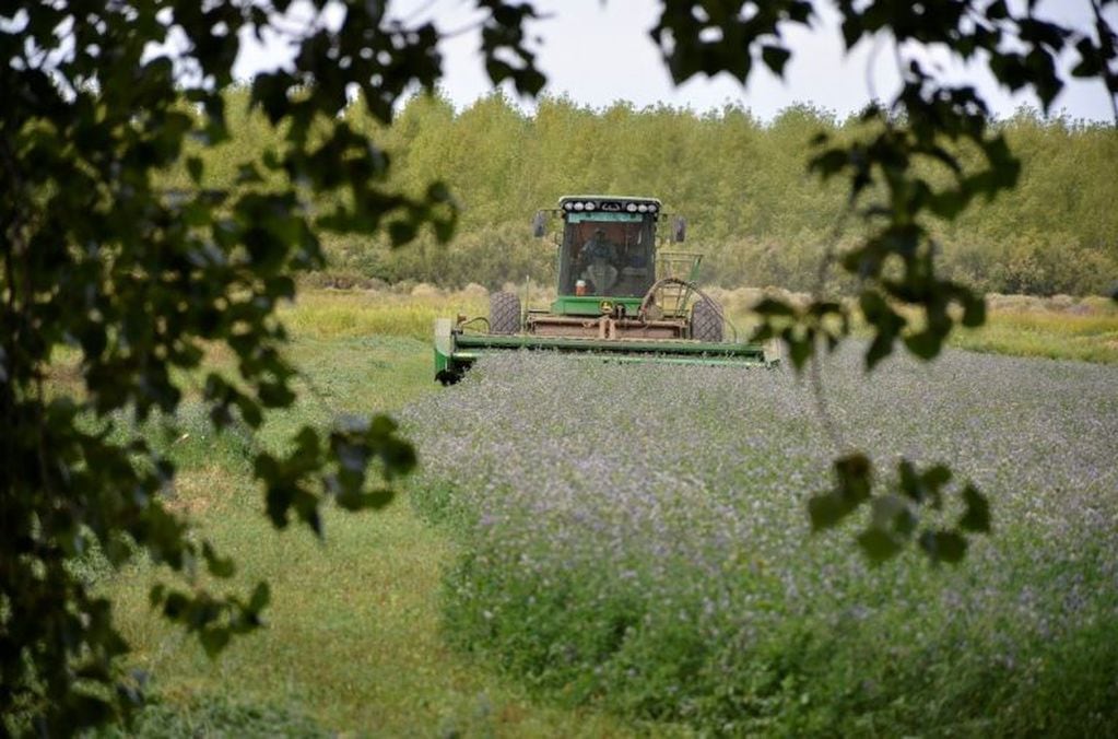Un equipo cosechando alfalfa (Gobierno de La Pampa)