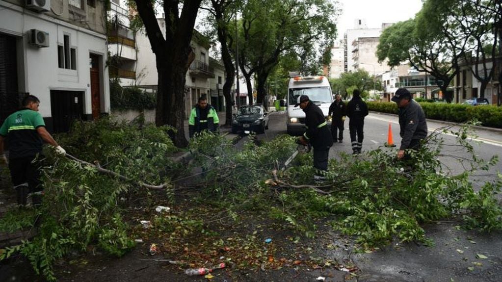¿Por qué caen tantos árboles durante las tormentas en Rosario?