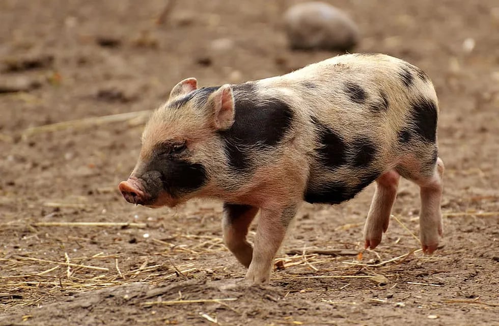 Dos vecinos de Comodoro Rivadavia corrieron a un cerdo por plena avenida.