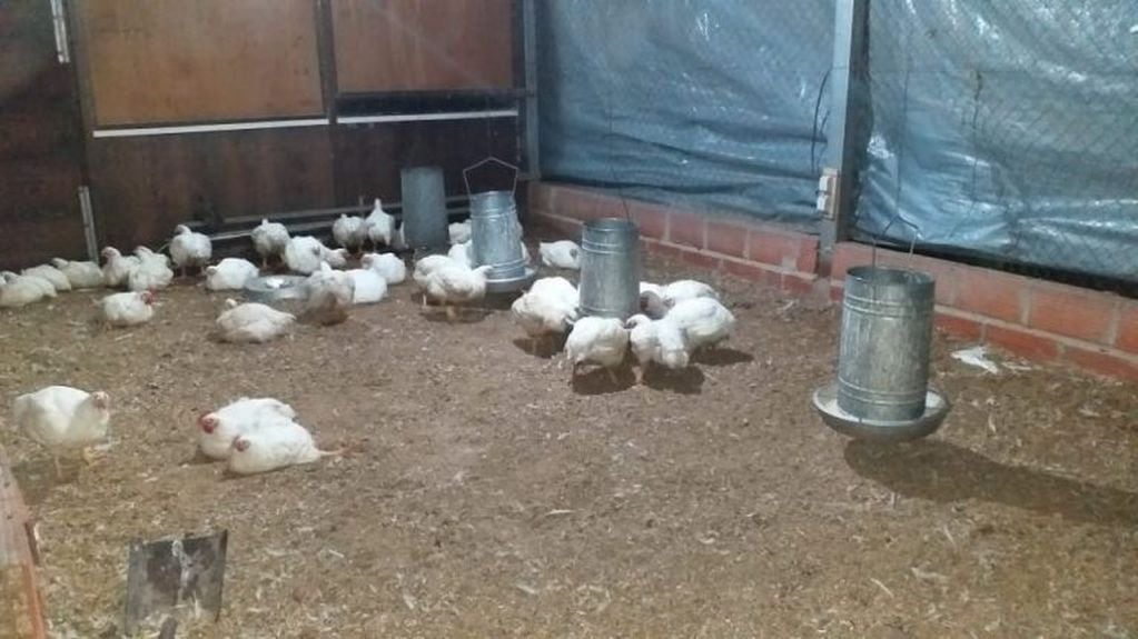 Robaron pollos en escuela de IBICUY
Crédito: FMSur
