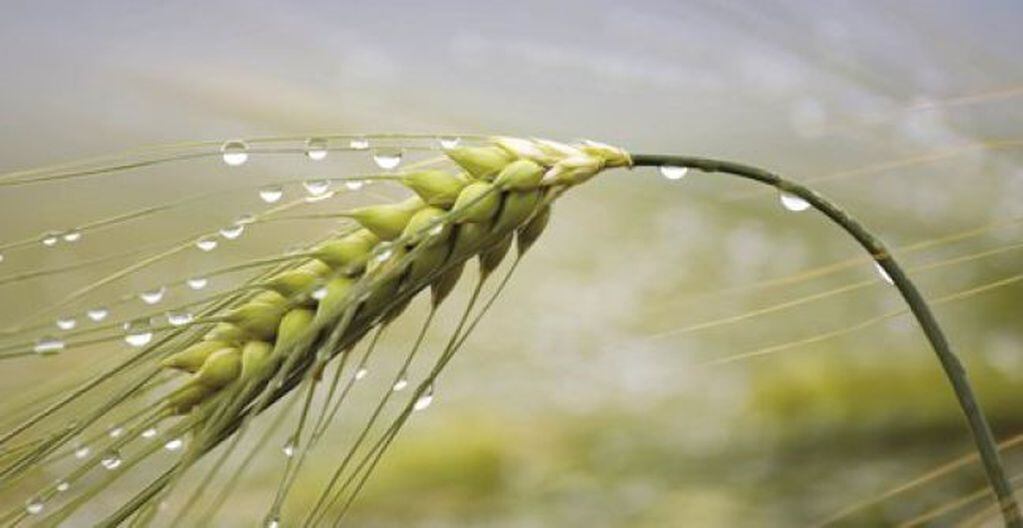 Lluvias del mes de noviembre favorecieron cosechas de cereales invernales.