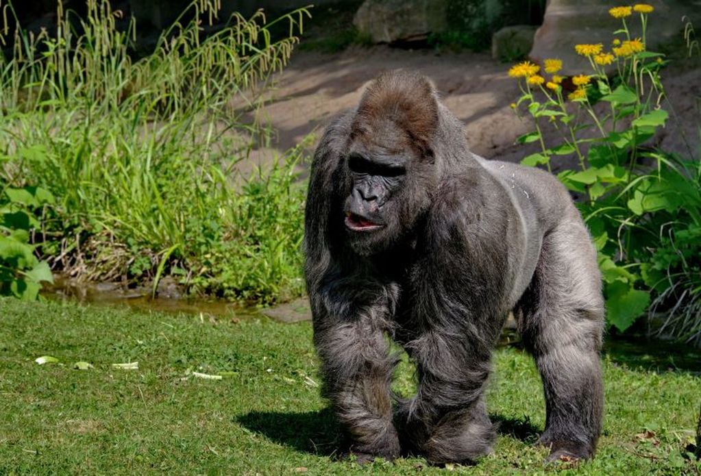Gorila (Foto: Archivo)