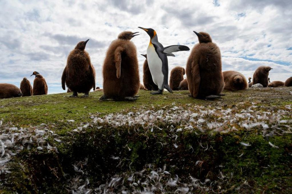 Pinguinos reales en Malvinas