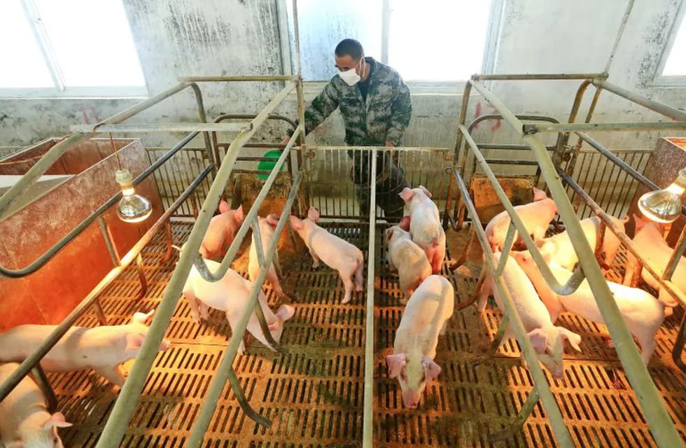 Suining (China), 21/02/2020.- (FILE) - A worker feeds the piglets in a hog pen in Suining, Sichuan province, China, 21 February 2020 (reissued 30 June 2020). Chinese scientists have discovered a new type of swine flu that could trigger a pandemic, according to media reports. The G4 virus allegedly has the potential to infect humans, researchers from several Chinese universities and the Chinese Center for Disease Control and Prevention wrote in an article. The G4 is derived from the H1N1 virus, which caused a pandemic in 2009. EFE/EPA/ZHONG MIN CHINA OUT *** Local Caption *** 55893553